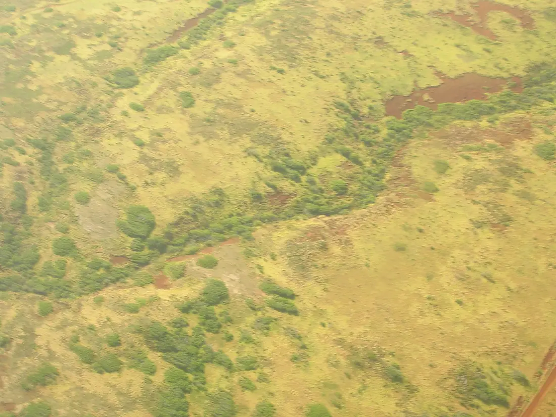 Starr-050516-1206-Leucaena leucocephala-habitat-North shore-Molokai (24644553842)