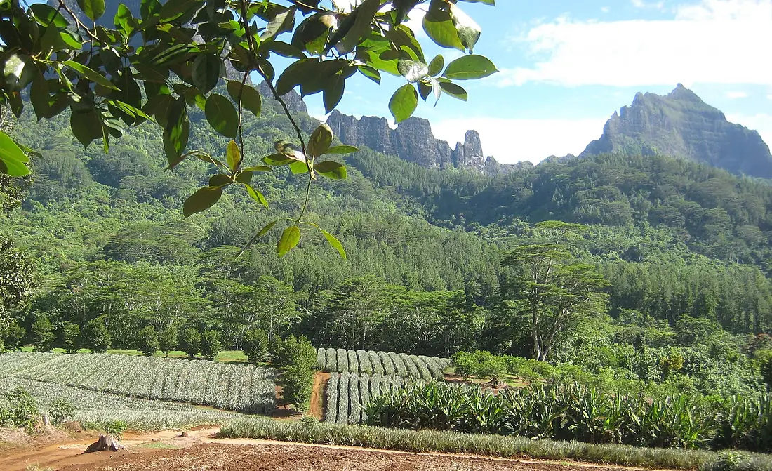 Champ ananas Moorea