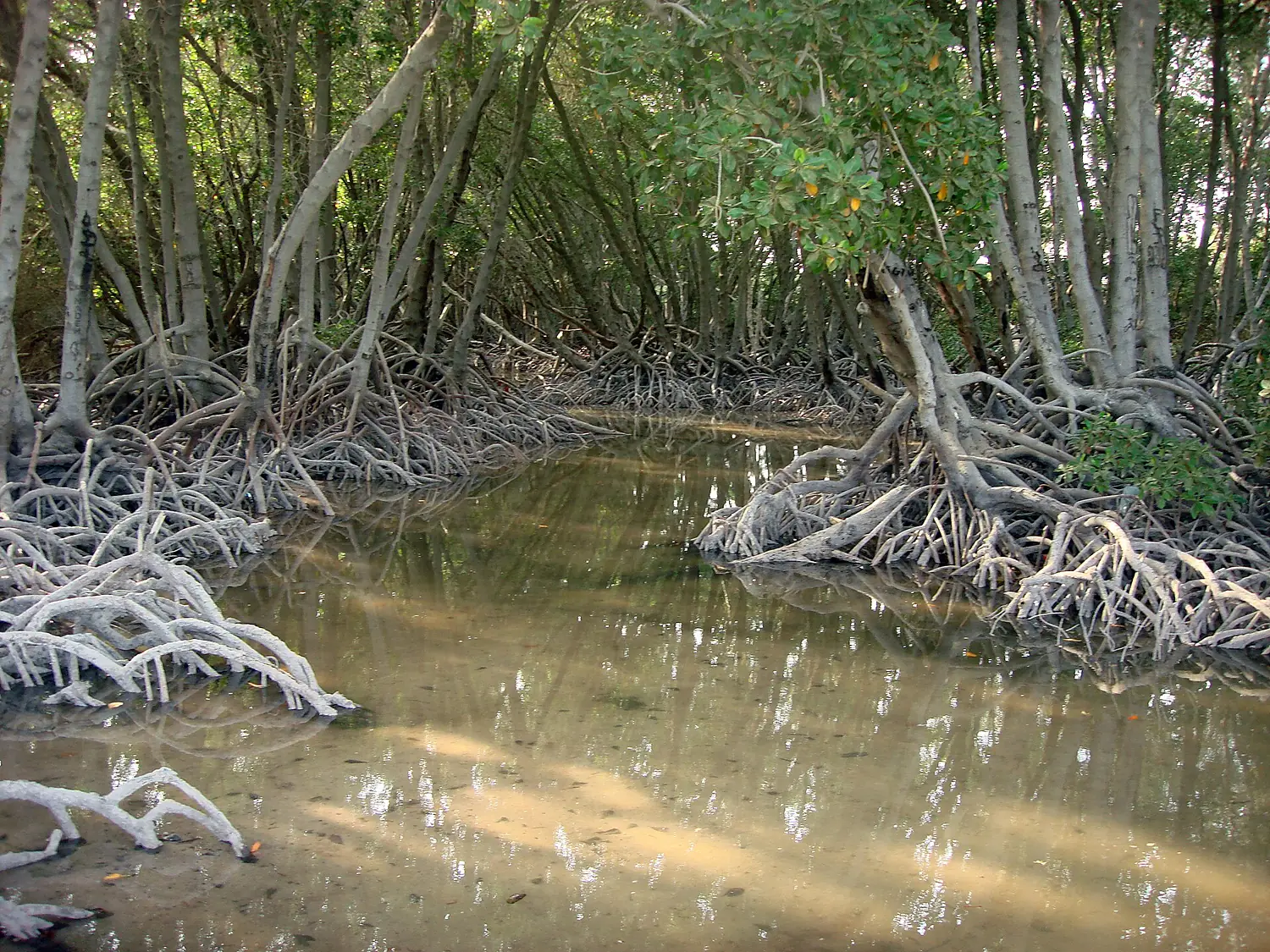 Mangrove des iles moucha