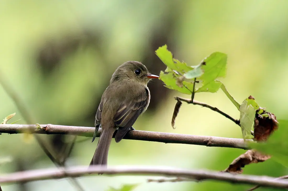 Jamaican pewee (Contopus pallidus)