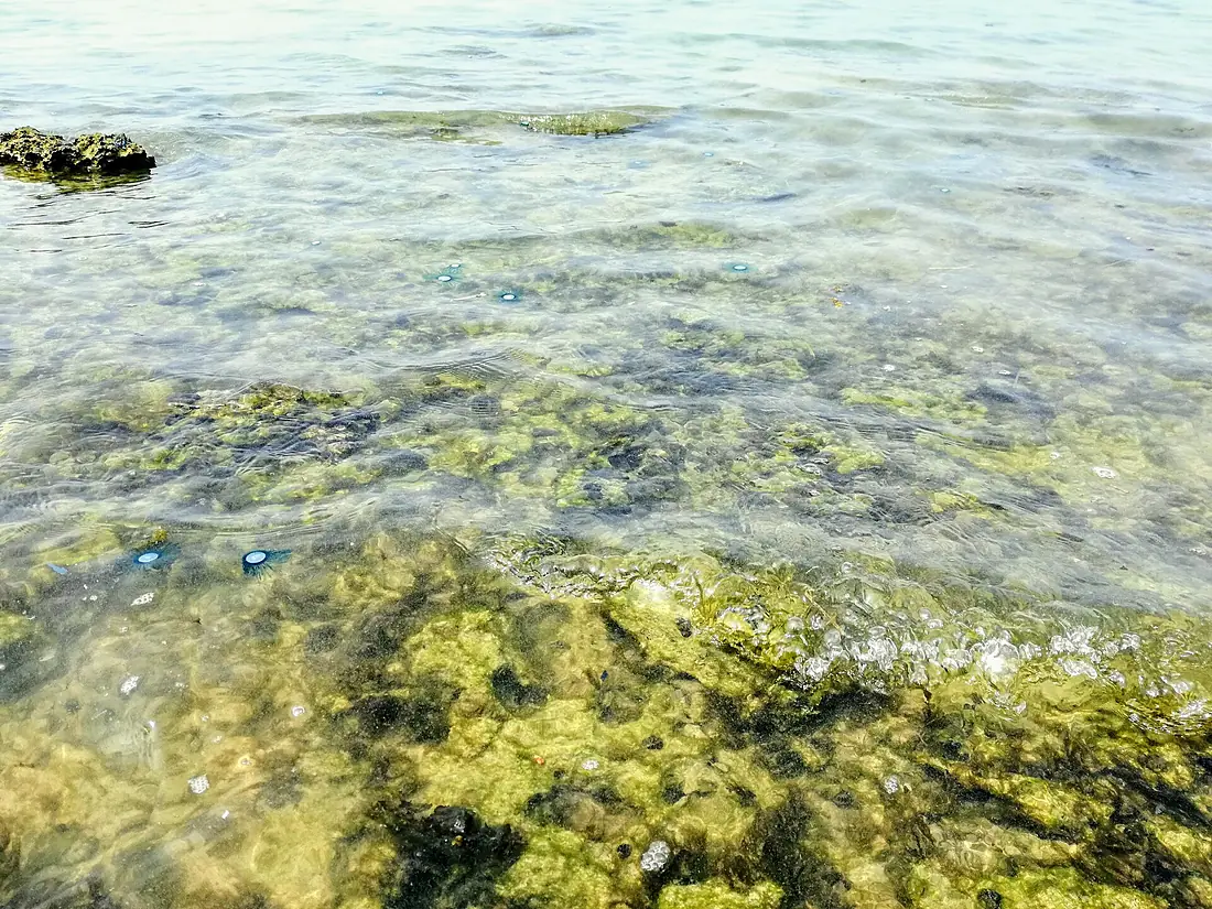 Species in Delft sea