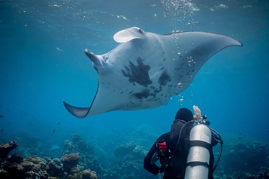 Manta ray at Palmyra Atoll (52922542711)