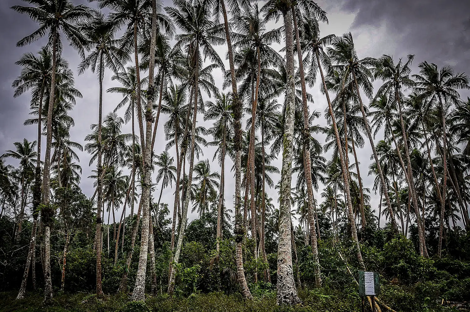 Pentecost Island Palm Trees
