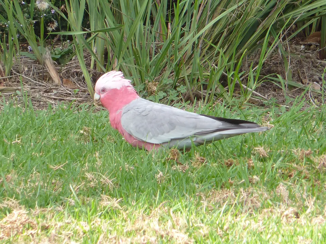 Galah at Phillip Island (4782127143)