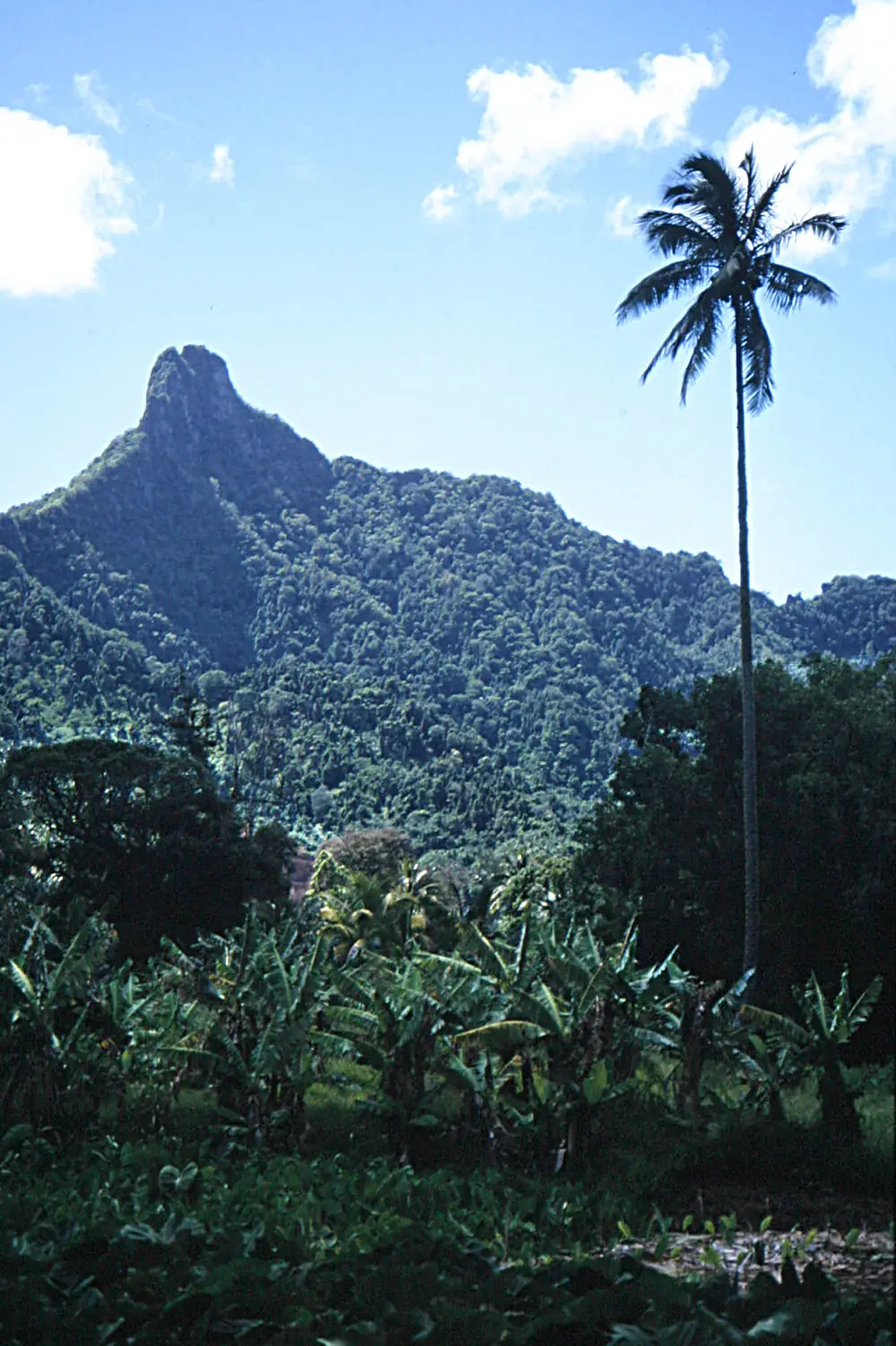 00 4375 Cookinseln im Südpazifik - Rarotonga