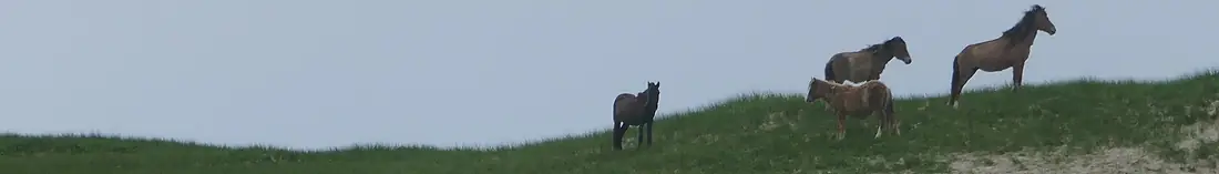 Sable Island Banner
