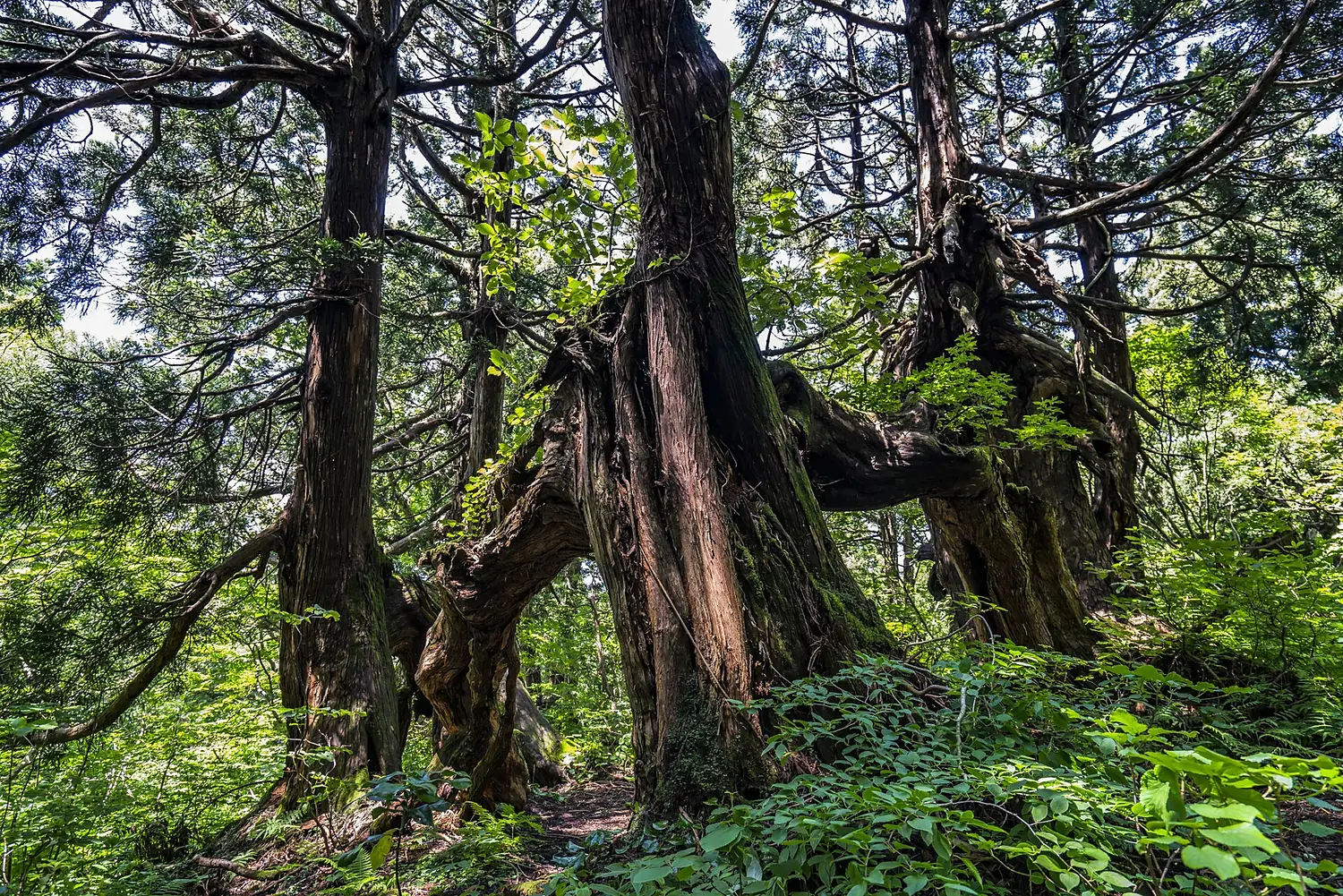 Ancient Sugi on Sado Island, Japan (199511709)