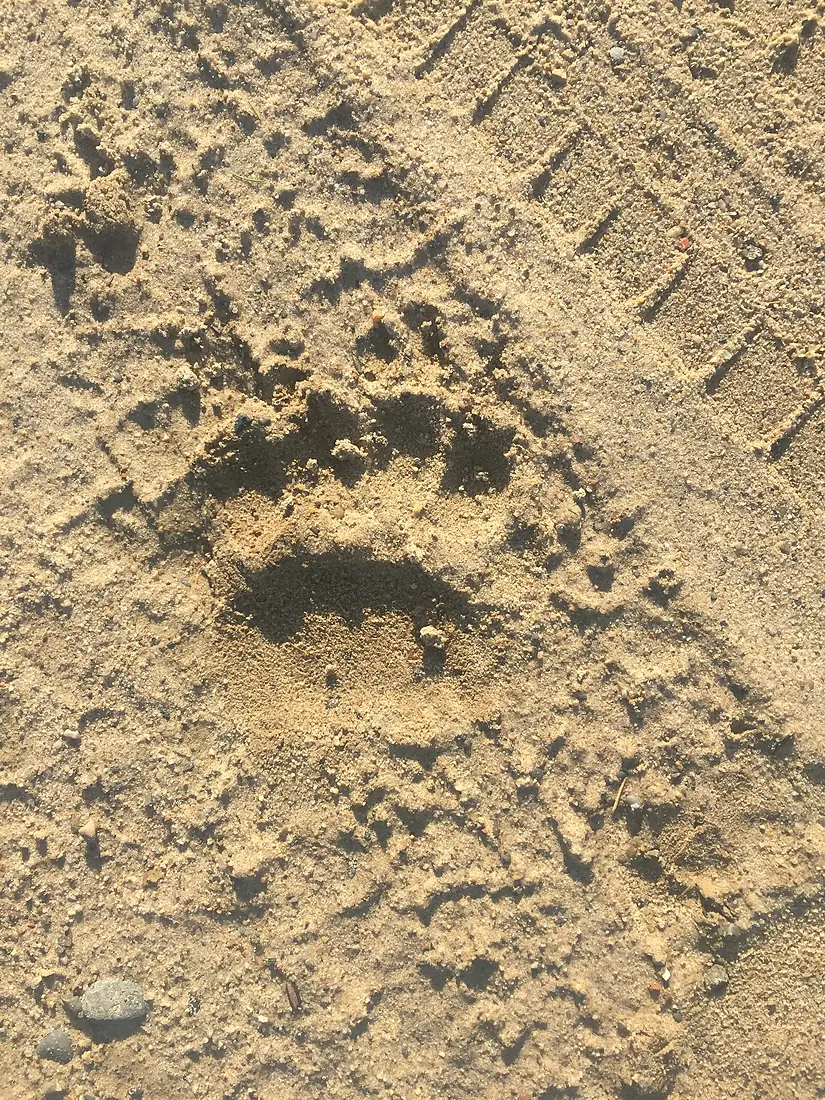 A bear trail near the school fence. Nekrasovka, Sakhalin Oblast. 02