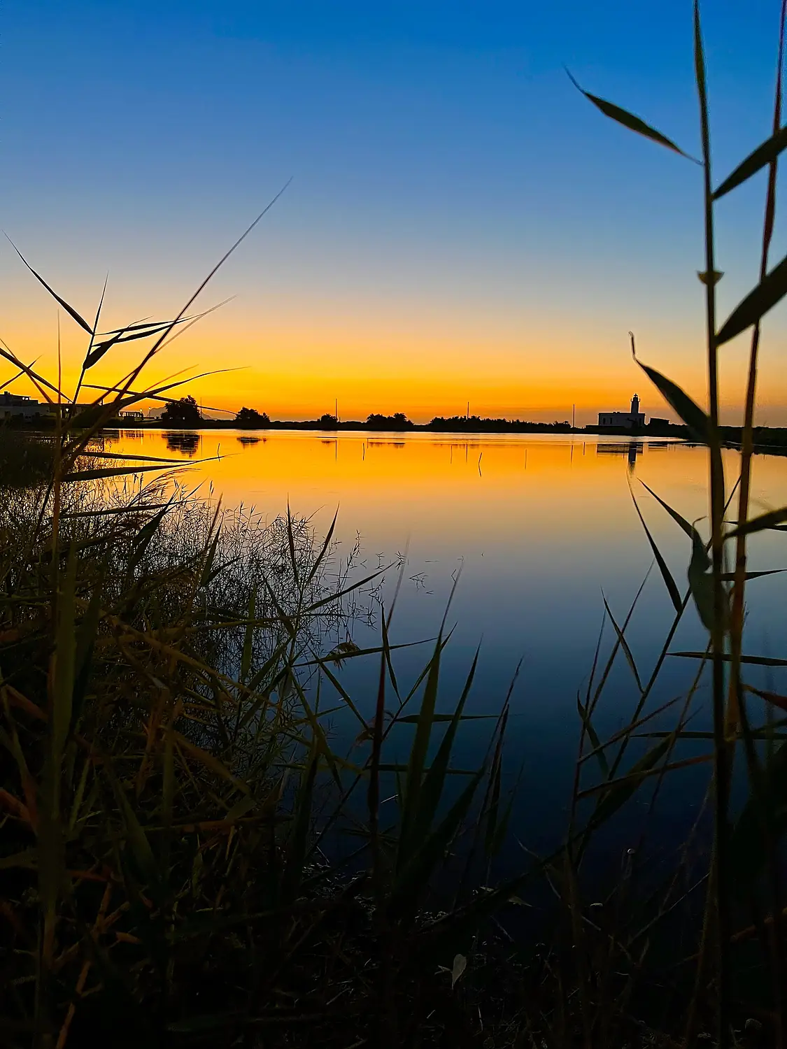 Alba allo stagno di lingua, Salina