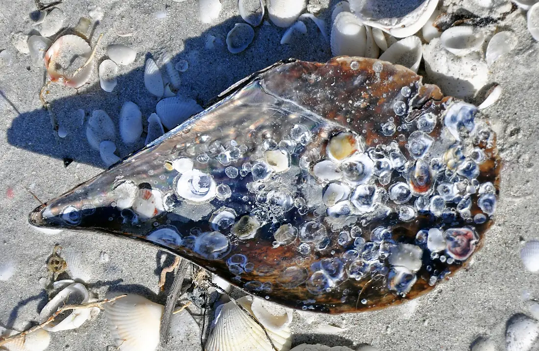Atrina pen shell bivalve (Algiers Beach, Sanibel Island, Florida, USA) 1