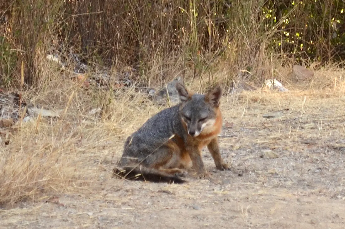 Catalina Island Fox (Urocyon littoralis catalinae) sitting on trail