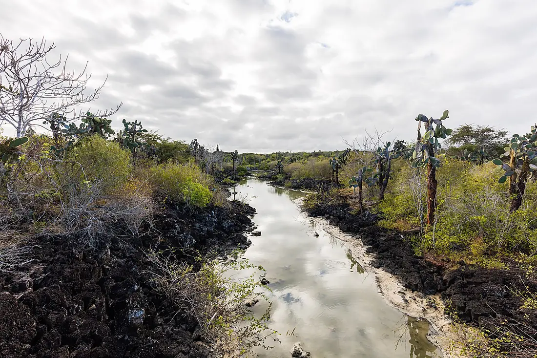 Camino de Las Grietas, isla Santa Cruz, islas Galápagos, Ecuador, 2015-07-26, DD 59