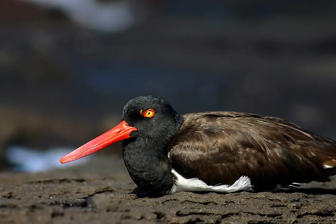 Galapagos Oystercatcher, Santiago Island, Galápagos 3