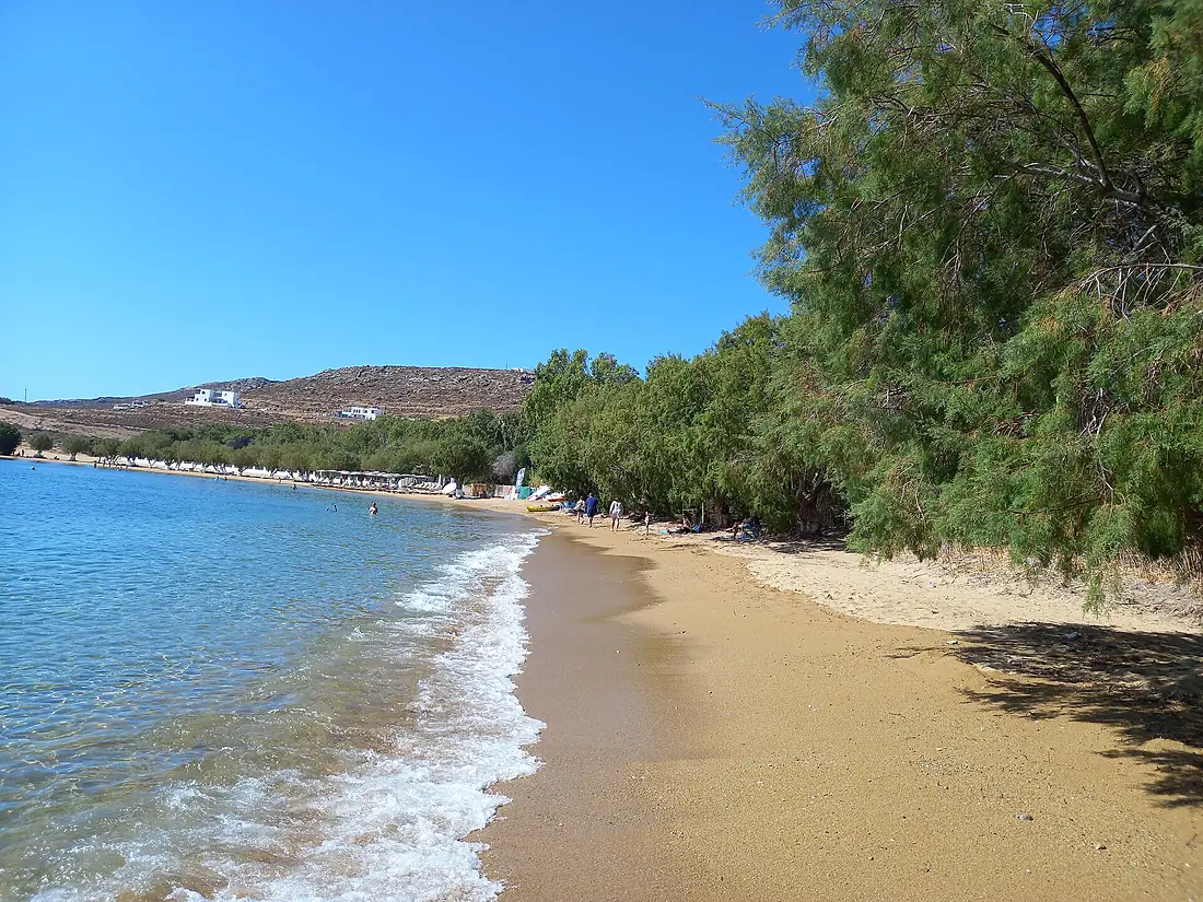 Beach full of Tamarix gallica trees in Serifos island