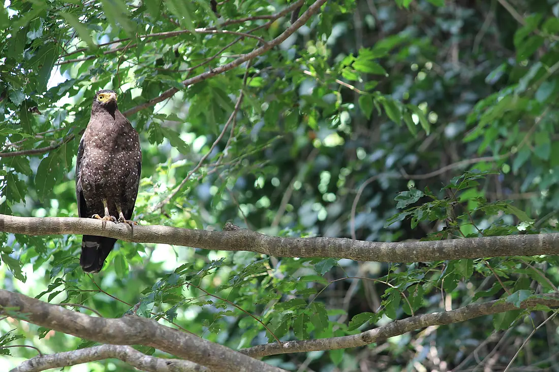 Andaman Serpent Eagle Madhumita7