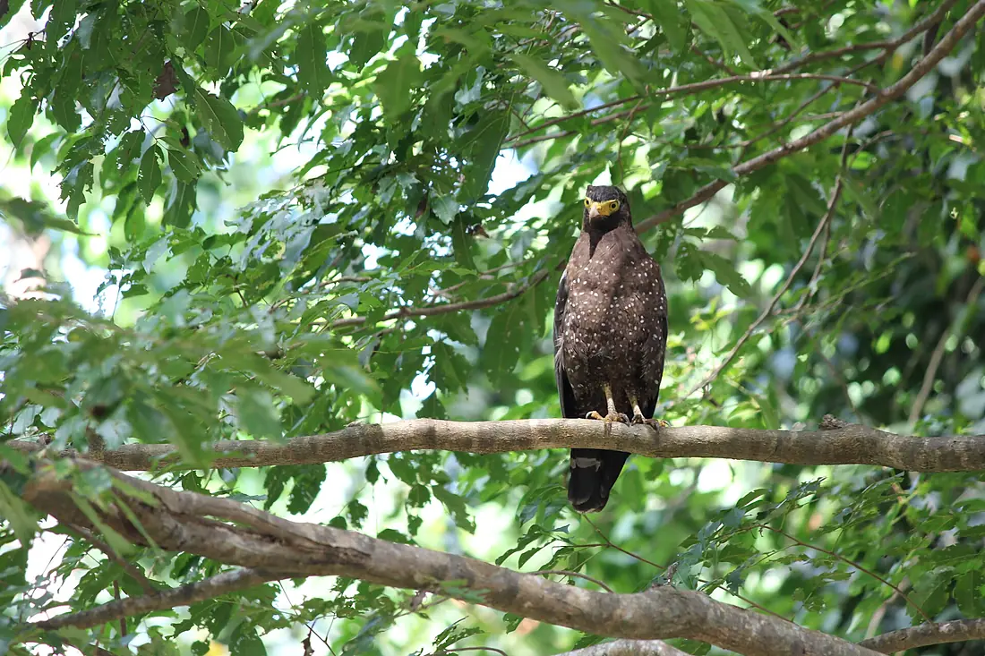 Andaman Serpent Eagle middle Madhumita7