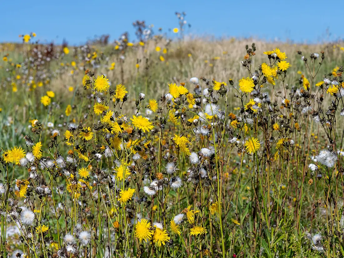 Beaked Hawk's-beard (Crepis vesicaria) at Polochar Beach, Pollachara, Isle of South Uist, The Outer Hebrides, Scotland