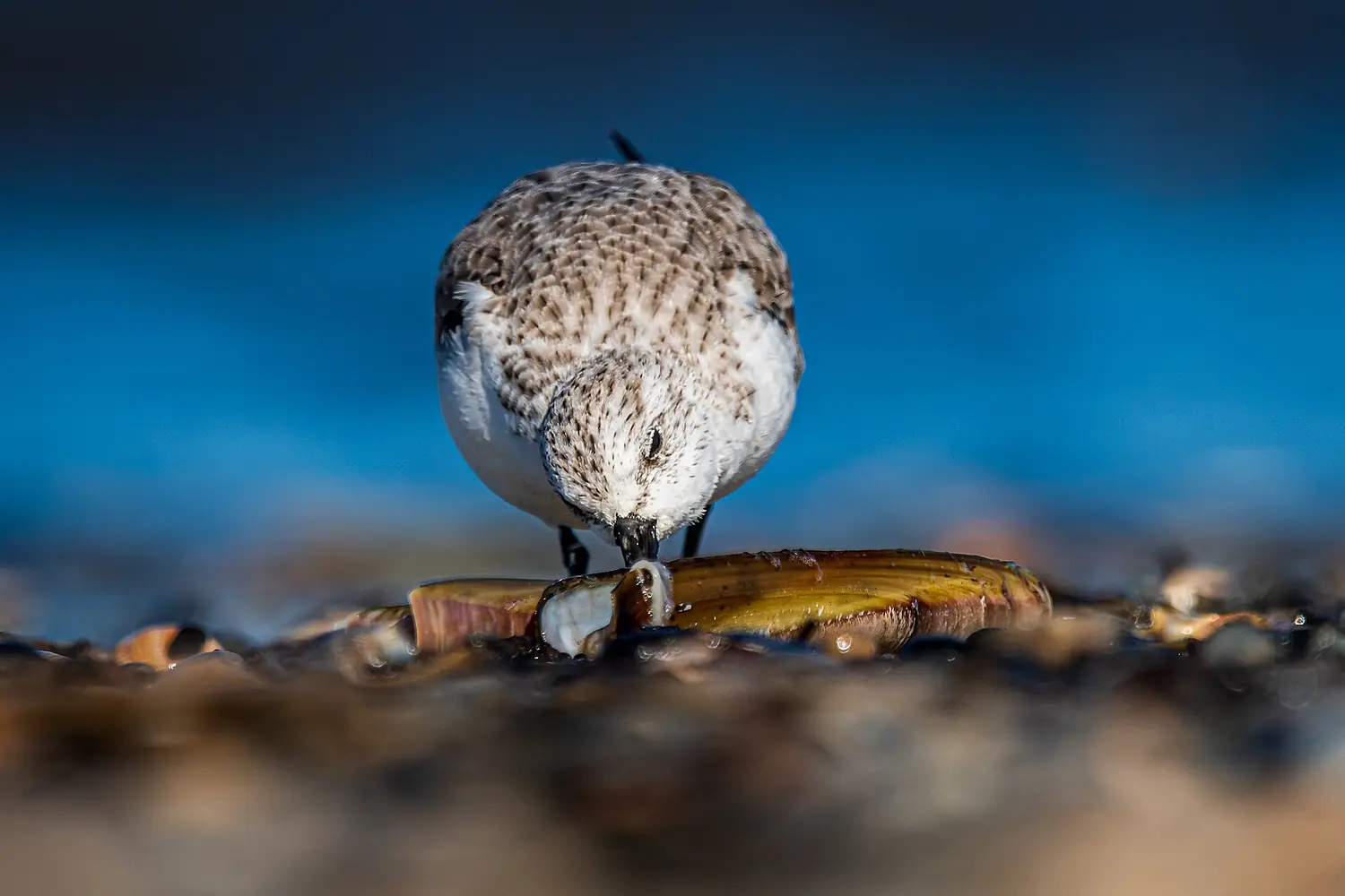 Sanderling (calidris alba) frisst Schwertmuschel (Ensis directus) am Strand von Spiekeroog - Nationalpark Niedersächsisches Wattenmeer (5)