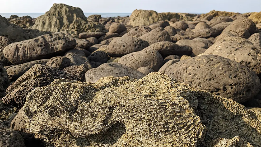 Marine coral, St. Martin's Island, Cox's Bazar, Bangladesh 3