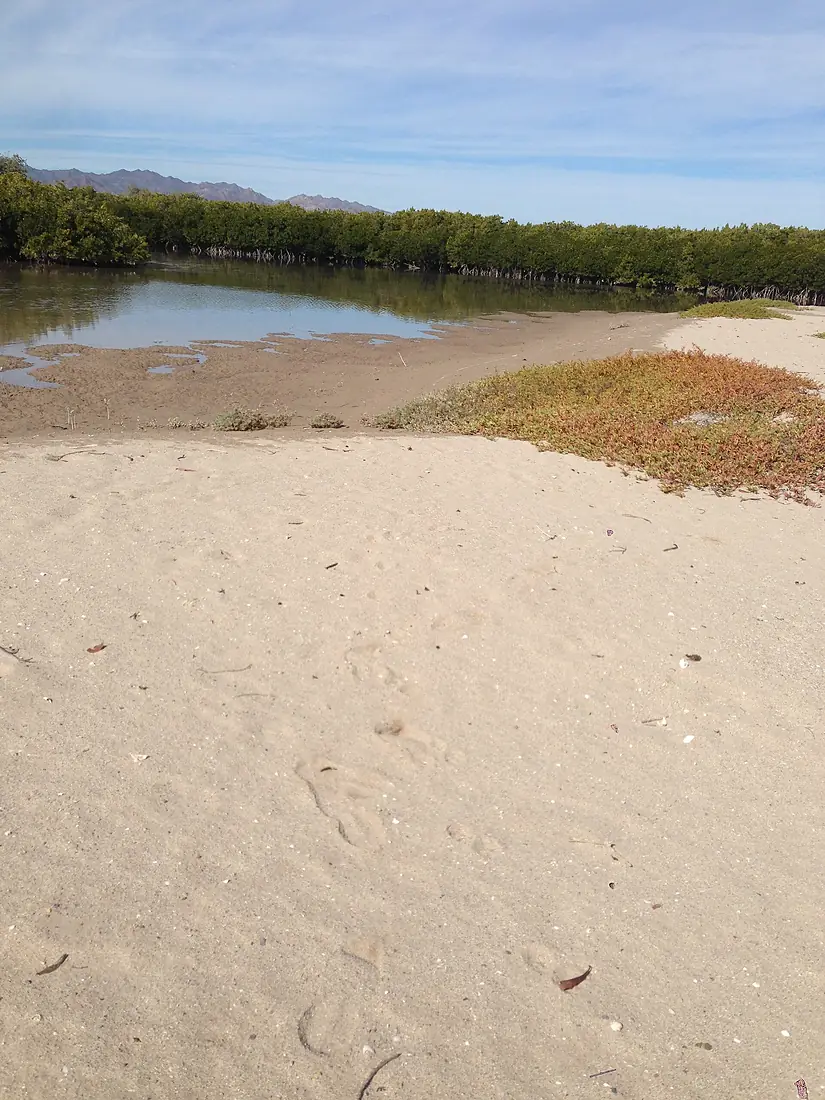 2017 enero 12 manglares en Isla Tiburón