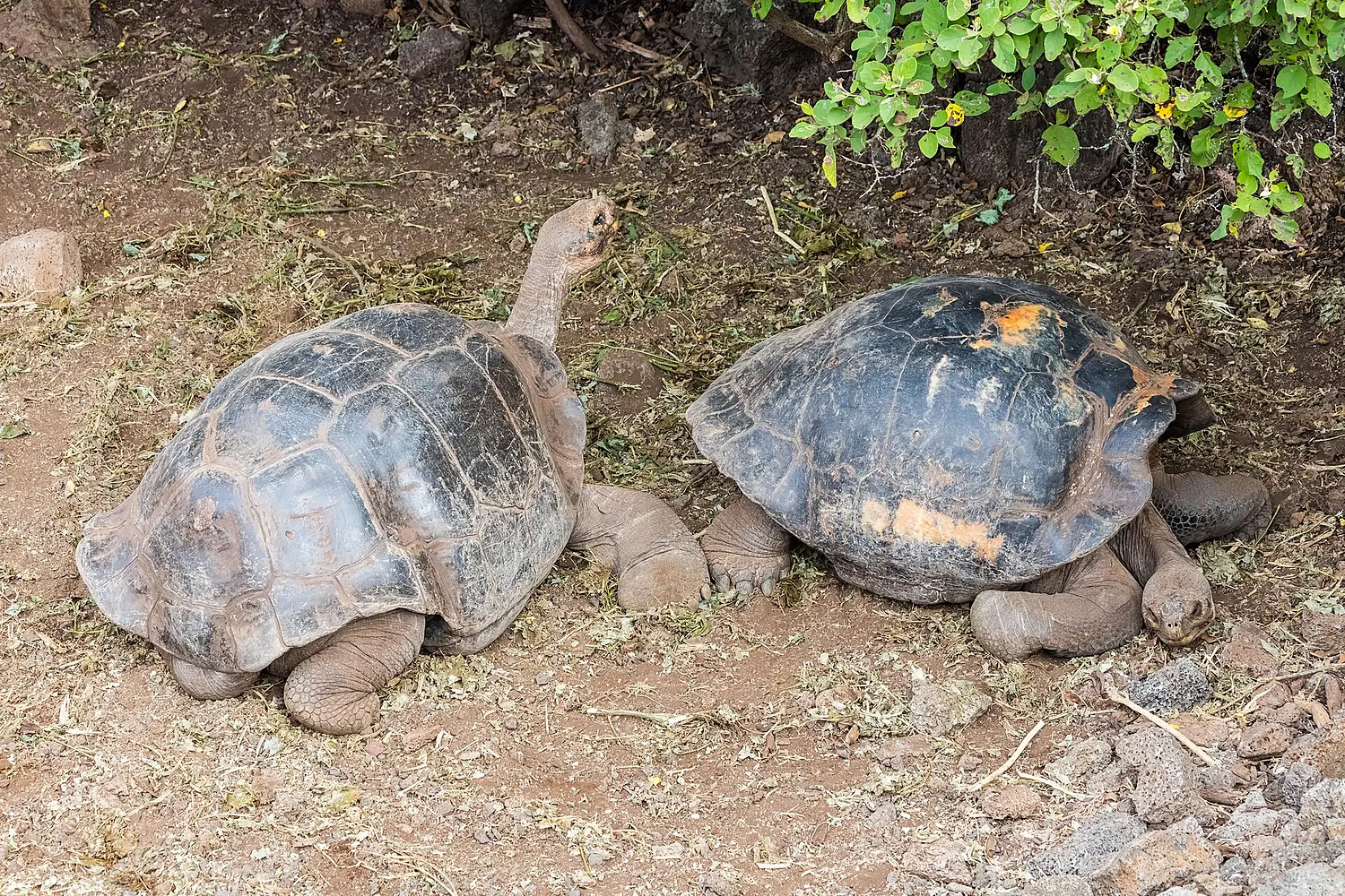 Tortuga gigante de San Cristóbal (Chelonoidis chathamensis), isla Santa Cruz, islas Galápagos, Ecuador, 2015-07-26, DD 16