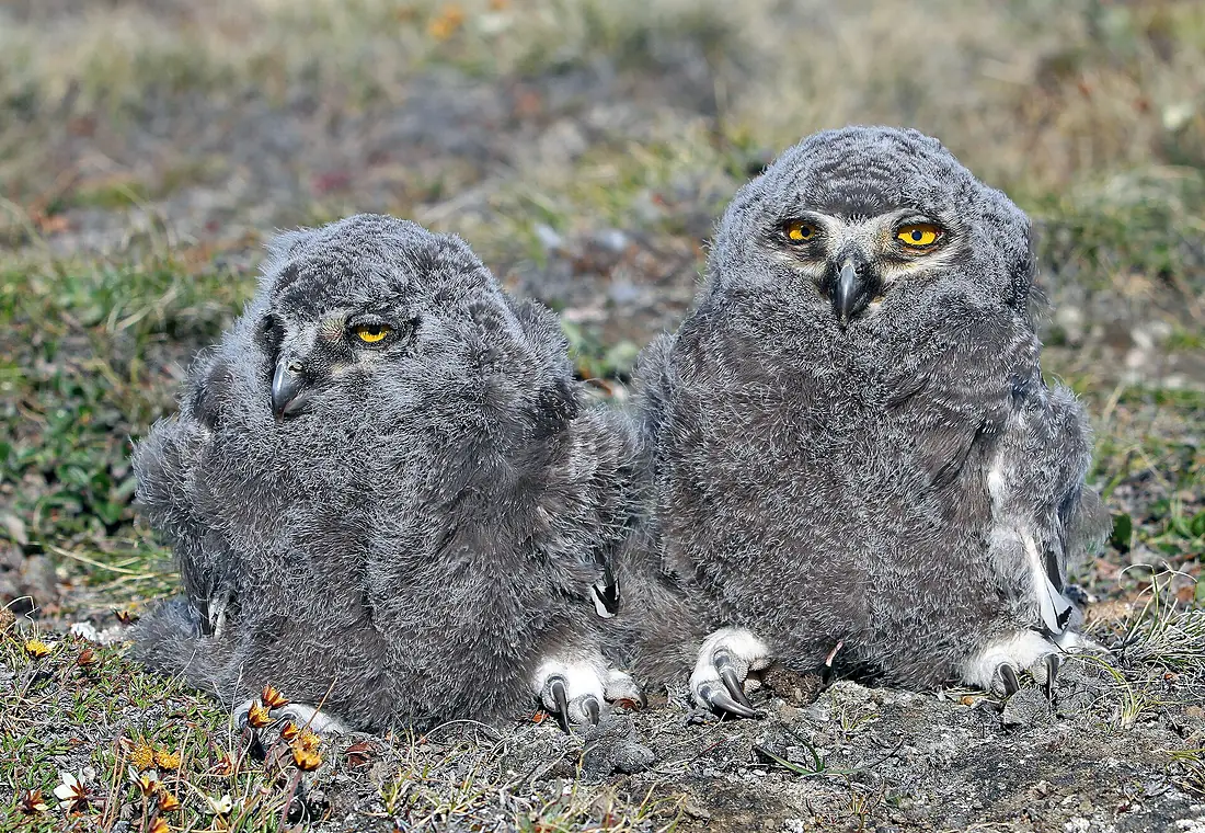 Snow Owl Chicks Traill Island