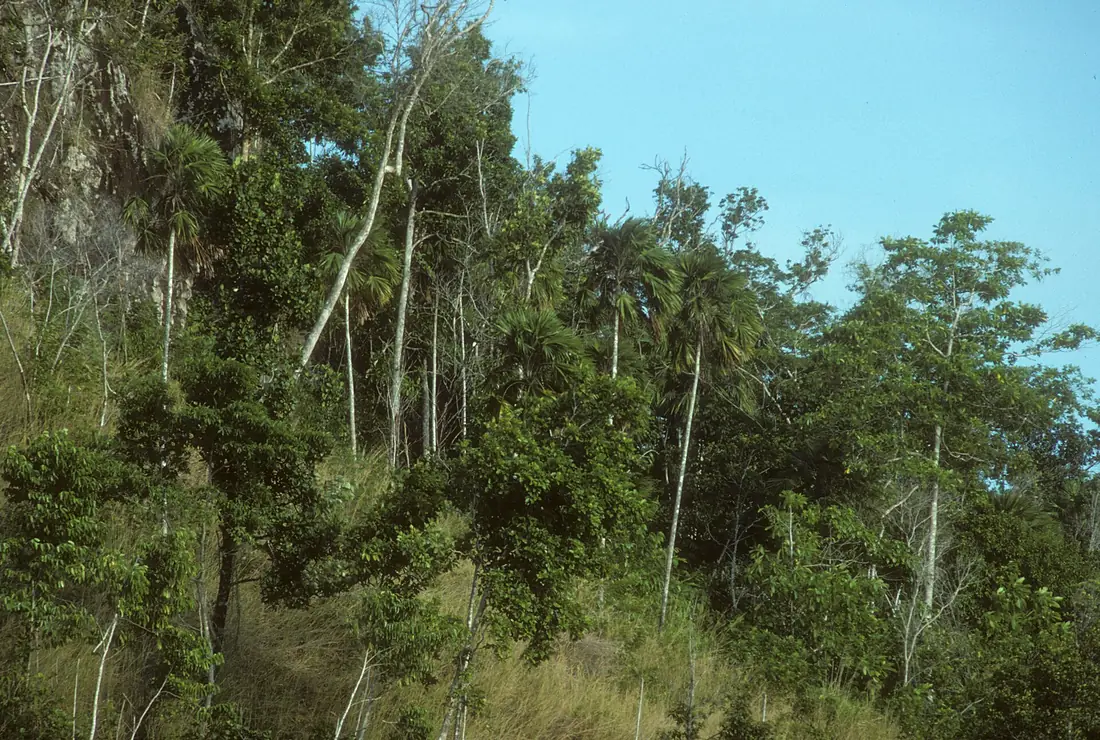 Tulagi, Solomon Islands. June 1995