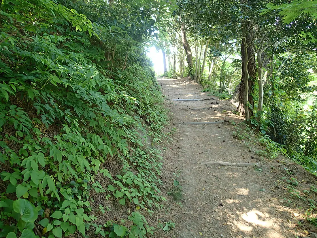 Forest Path, Ulleungdo Island - panoramio