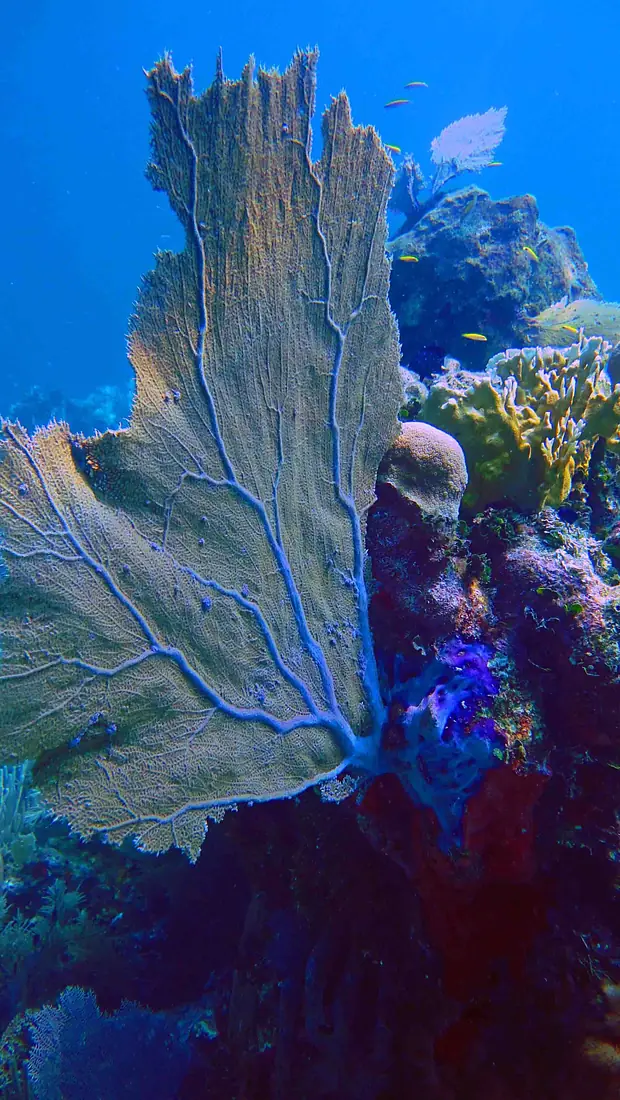 Fan corals surround the Útila island with great snorkeling opportunities