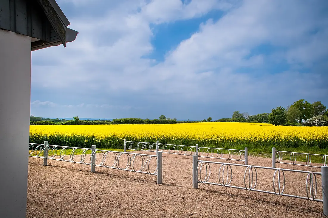 Ven (Oresund) - 2021 - Canola field (51252304259)