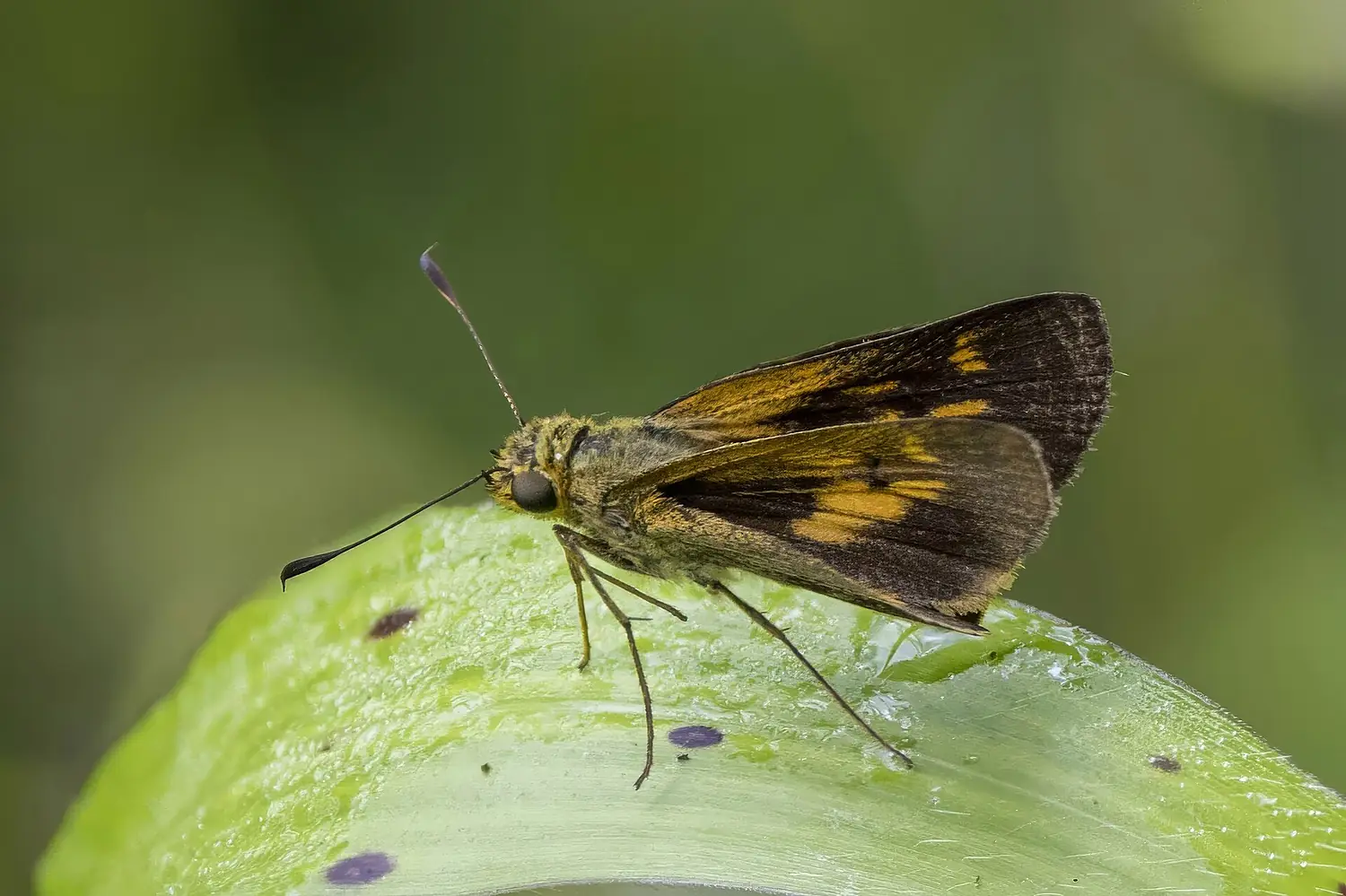 August dart (Oriens augustula) Viti Levu 2