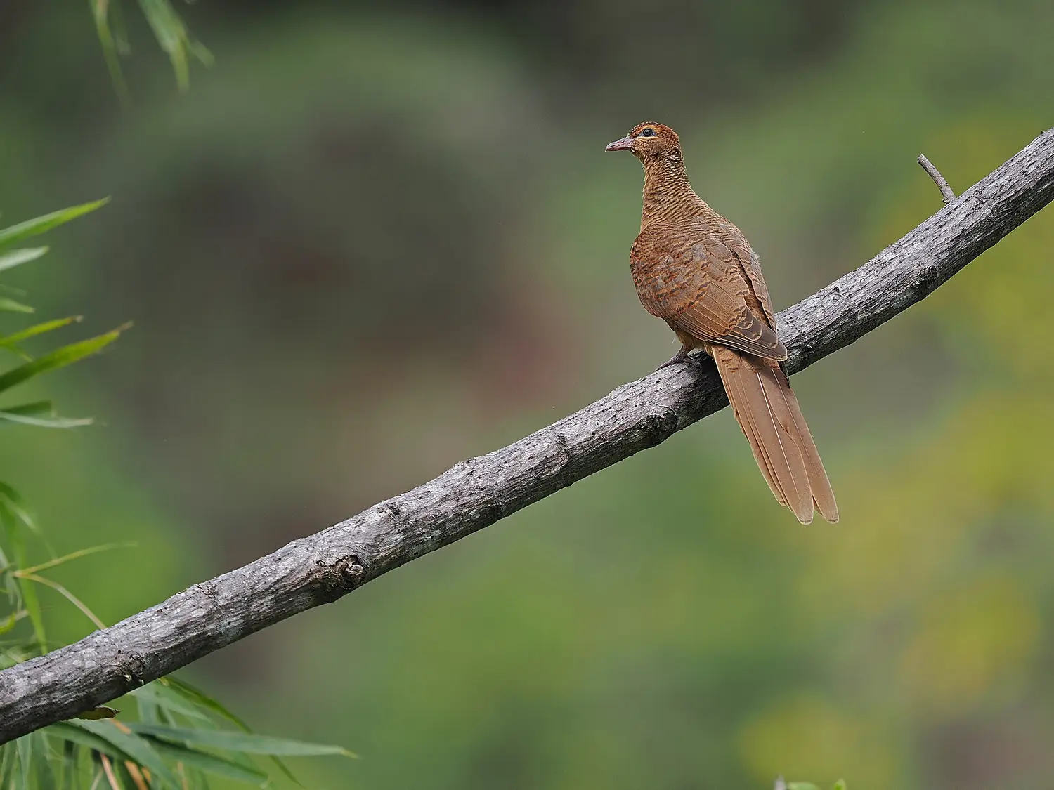 Timor Cuckoo-Dove, Wetar island, Maluku Barat Daya Regency, Maluku, Indonesia iNaturalist