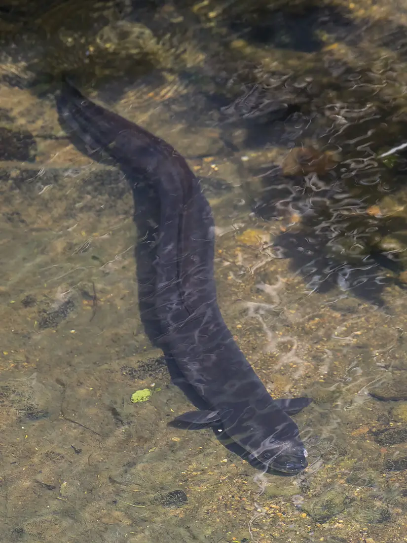 New Zealand longfin eel (Anguilla dieffenbachii) Piha